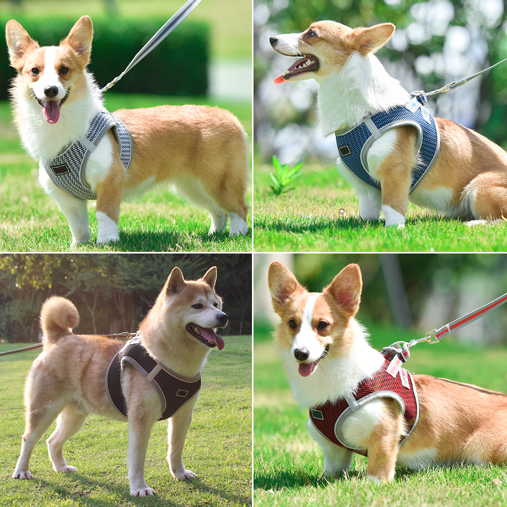 Breathable Mesh Pet Harness Leash Set