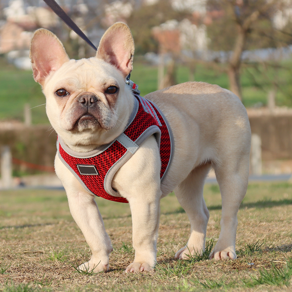 Breathable Mesh Pet Harness Leash Set