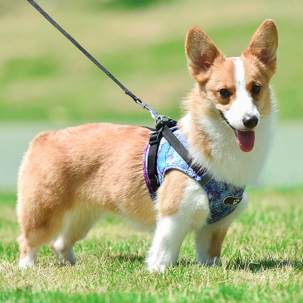 Ocean Pet Harness Leash Set