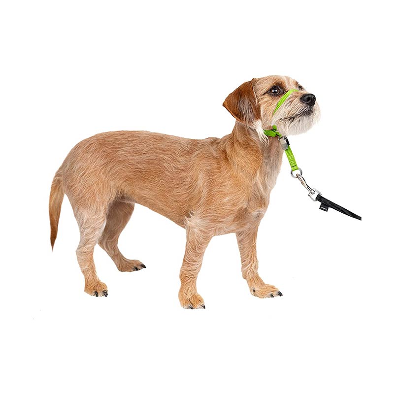 Dog Headcollar