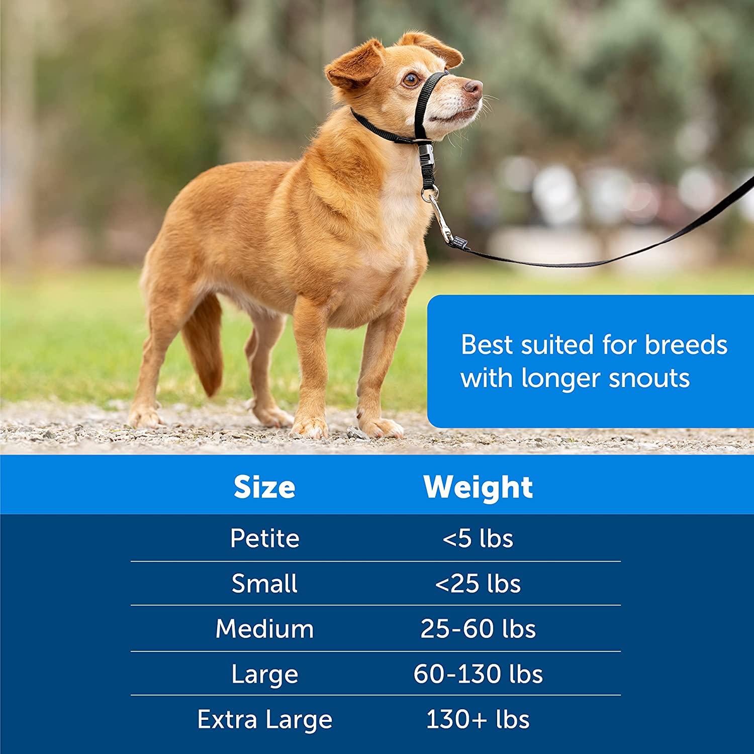 Dog Headcollar