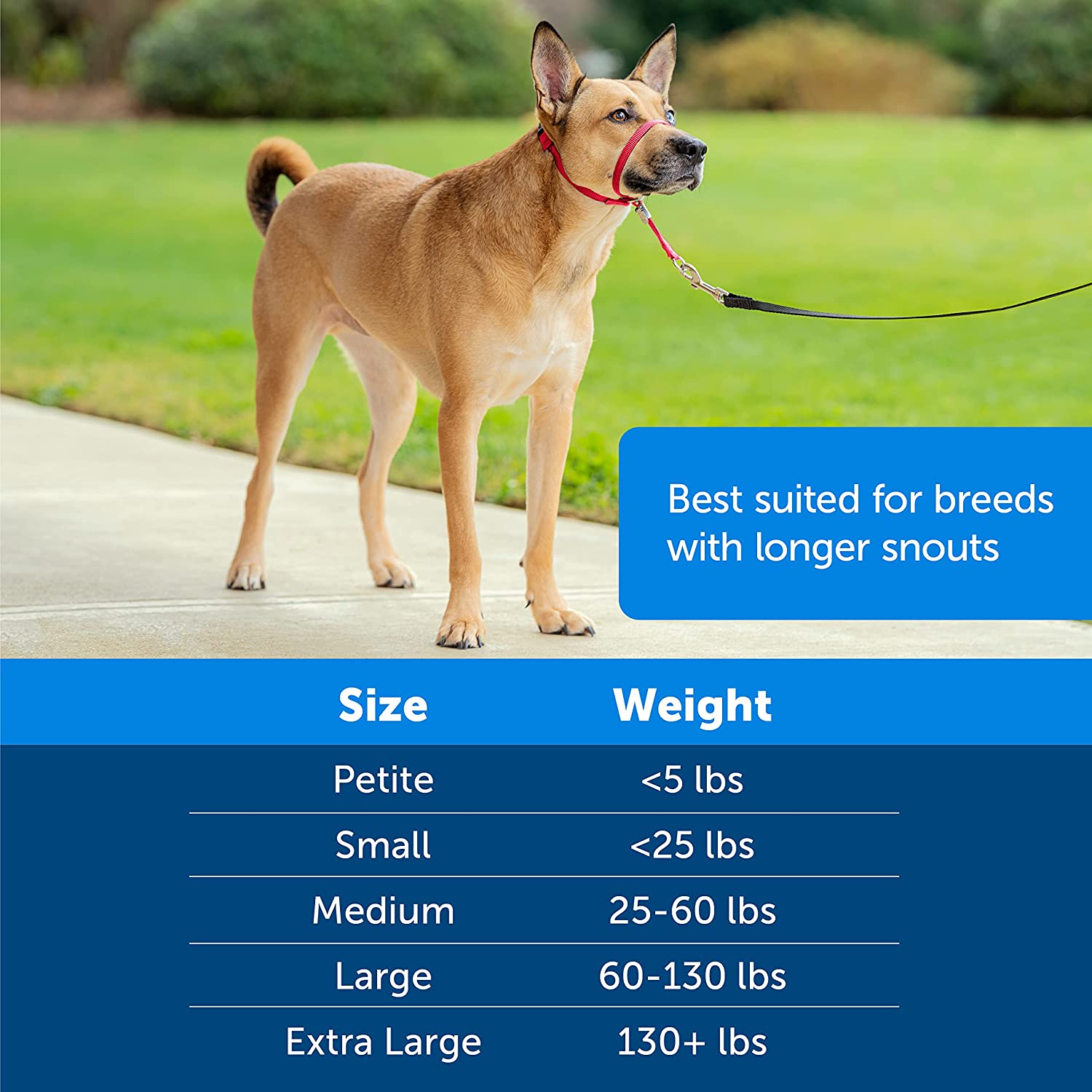 Dog Headcollar