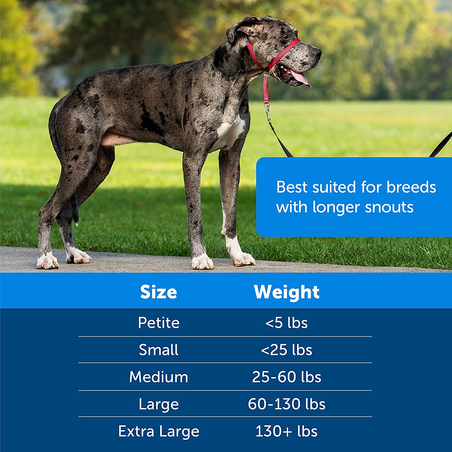 Dog Headcollar