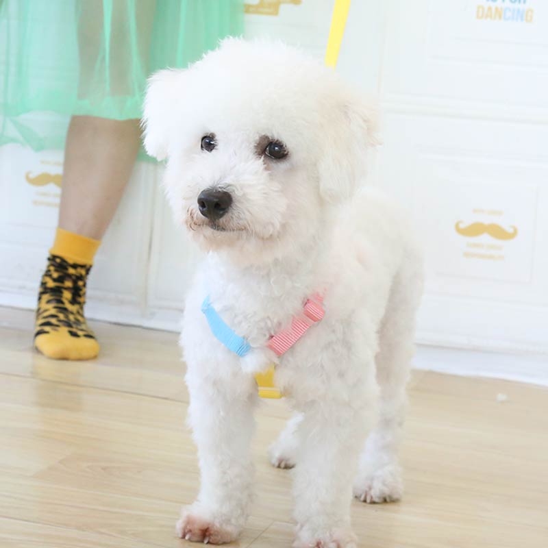 Contrast Color Pet Harness Leash Set