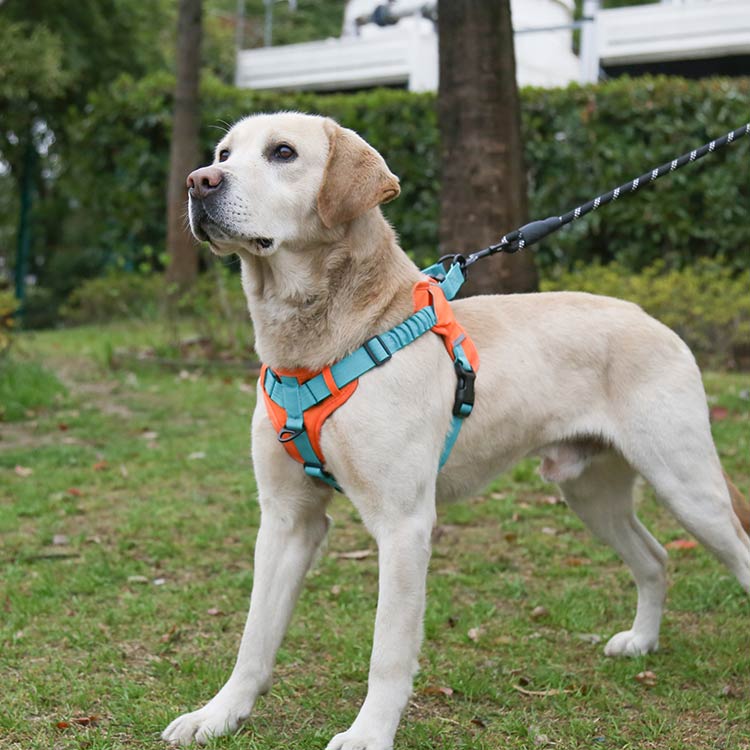 No Pull Dog Harness with Shock Absorption Strap