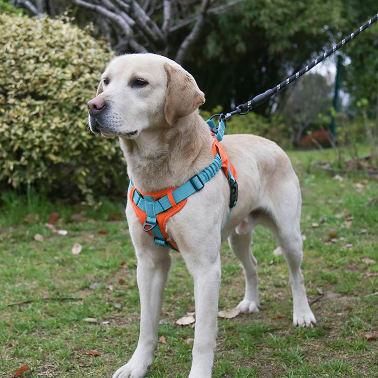 No Pull Dog Harness with Shock Absorption Strap