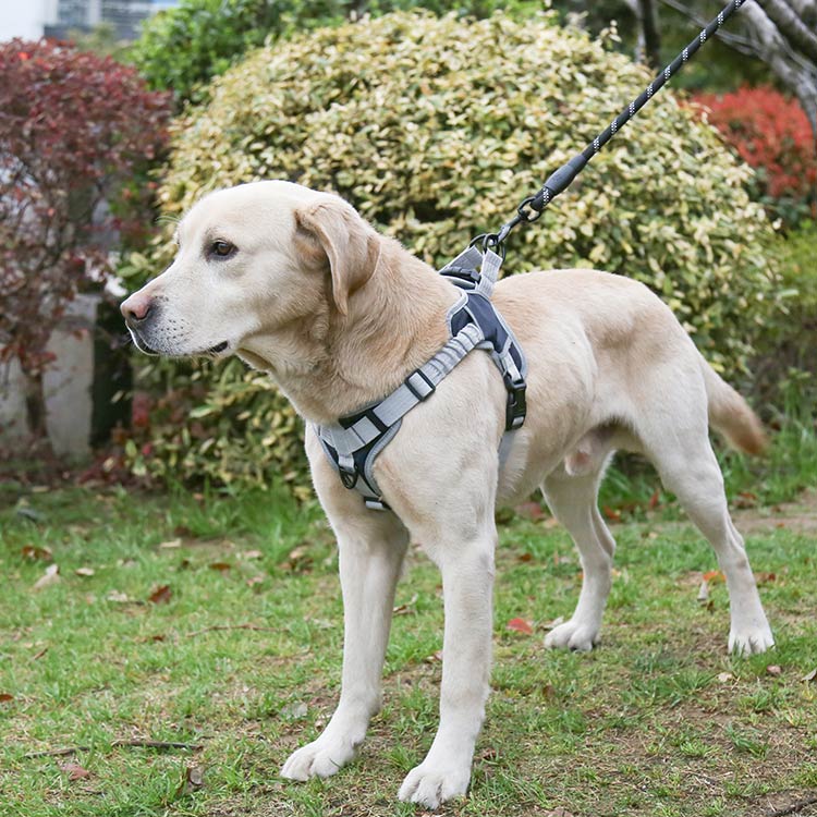 No Pull Dog Harness with Shock Absorption Strap