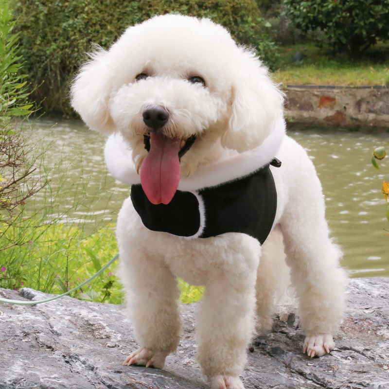 Mink made dog fashion clothes for winter