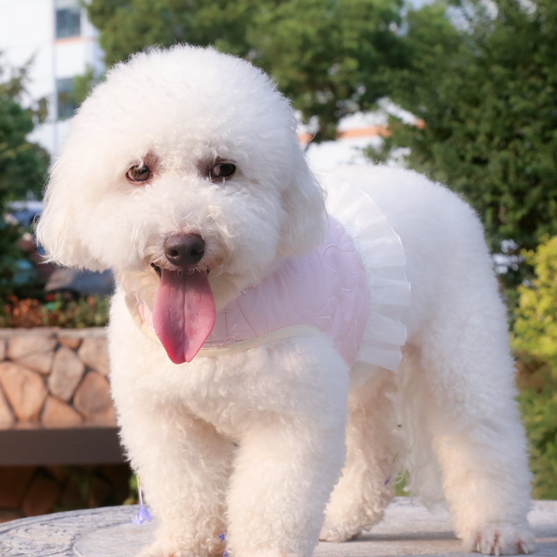 Warm Lace Dog Harness Set