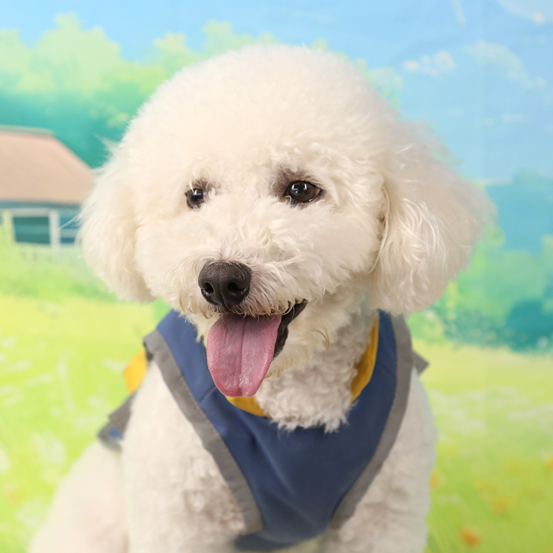 Adventure-Ready Doggy Waterpro